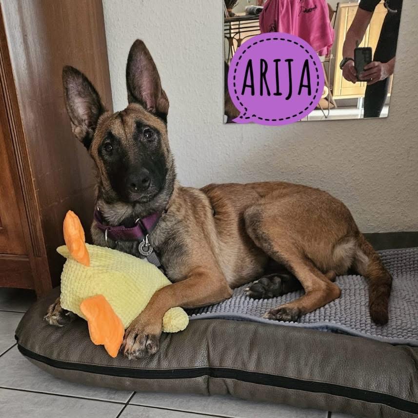 ARIJA