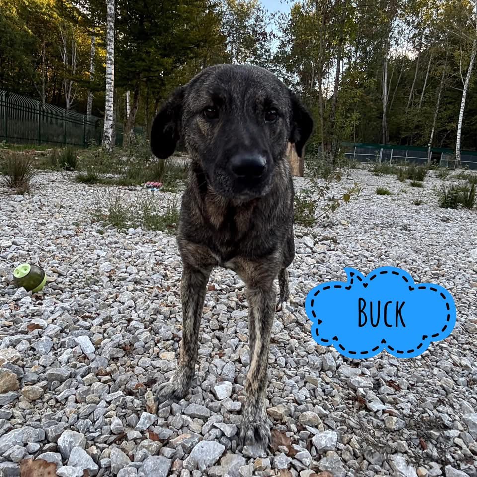 BUCK