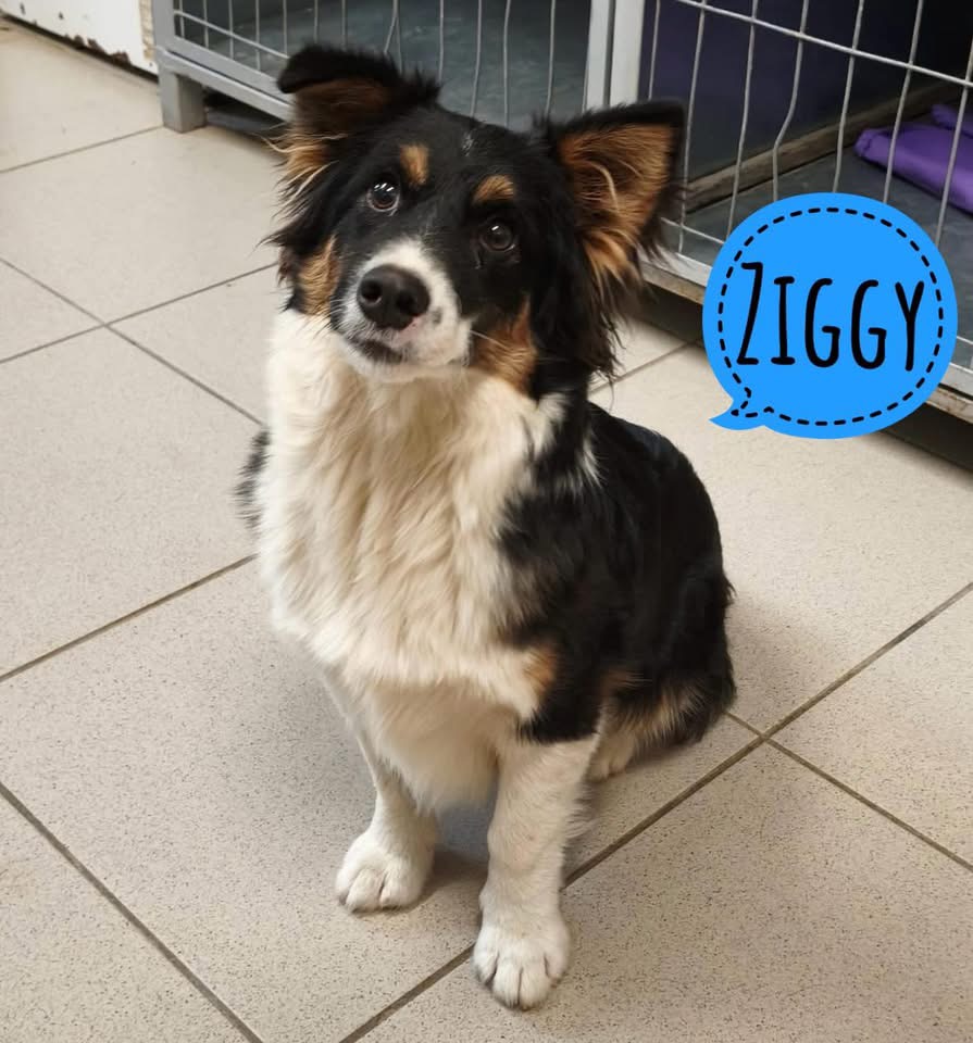 ZIGGY