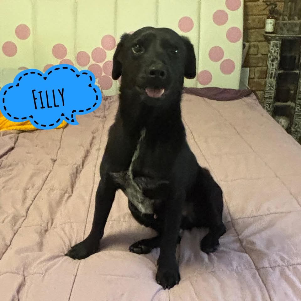 FILLY
