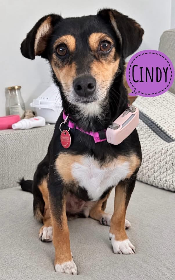 CINDY