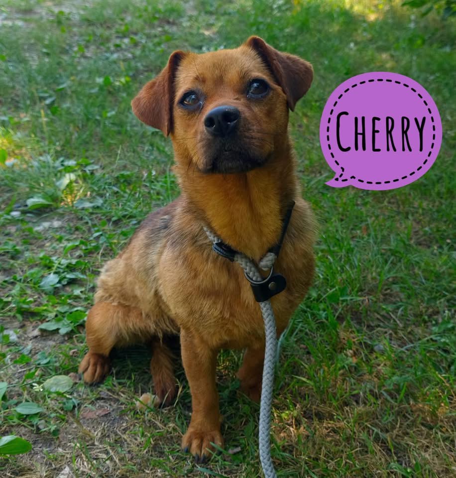 CHERRY