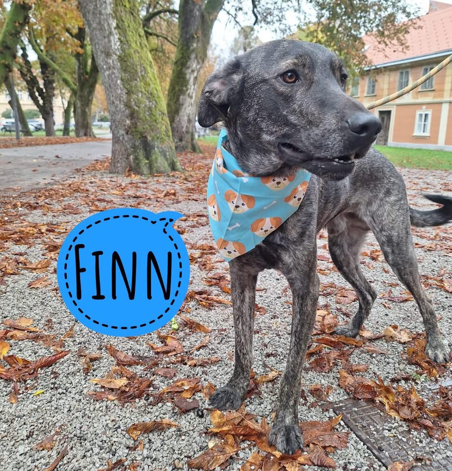 FINN