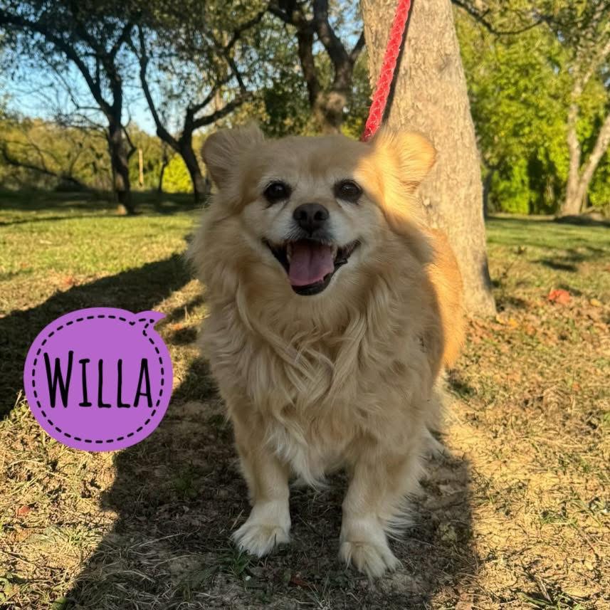 WILLA