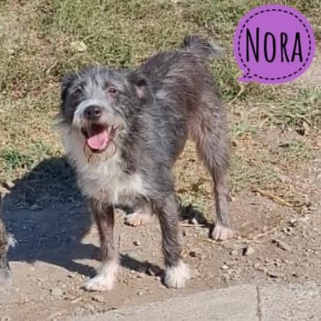 NORA