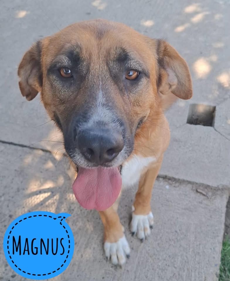 MAGNUS