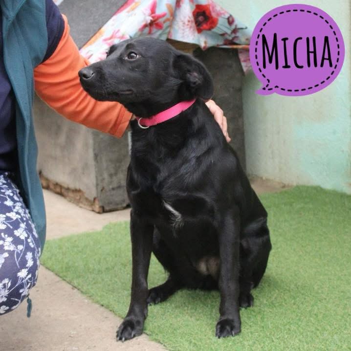 MICHA
