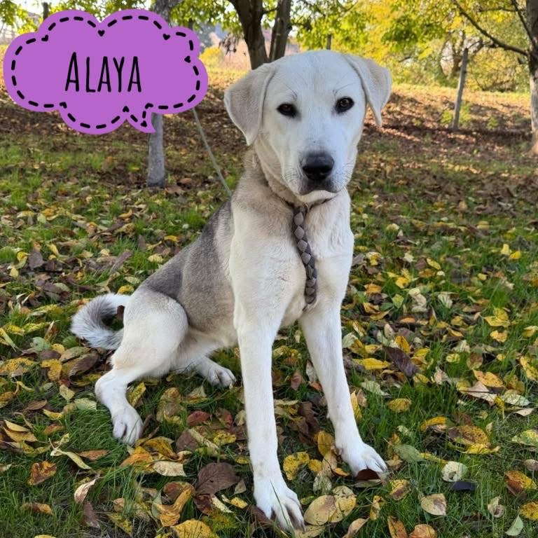 ALAYA
